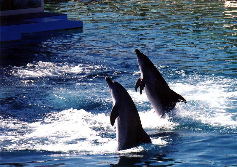 Sea World 1001 Sea World, Queensland